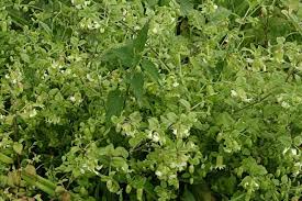 Attēlu rezultāti vaicājumam “Silene baccifera”