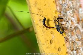 Attēlu rezultāti vaicājumam “Gasteruption jaculator”