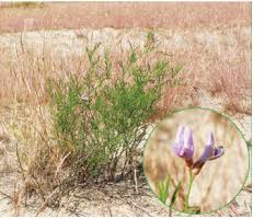 Attēlu rezultāti vaicājumam “Astragalus arenarius”