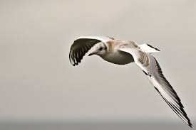 Attēlu rezultāti vaicājumam “Larus ridibundus juvenile”