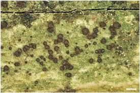 Attēlu rezultāti vaicājumam “Fellhanera subtilis”