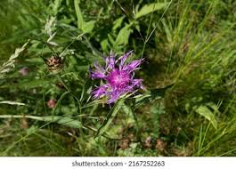 Attēlu rezultāti vaicājumam “Centaurea phrygia flower”