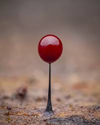 Attēlu rezultāti vaicājumam “Comatricha nigra macro”