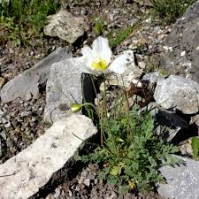 Image result for Alpenmohn
