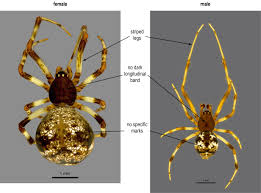 Attēlu rezultāti vaicājumam “Theridiidae”