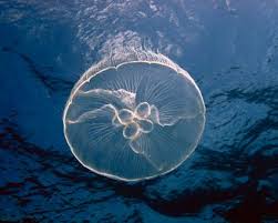 Attēlu rezultāti vaicājumam “Aurelia aurita”