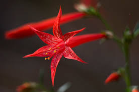 Attēlu rezultāti vaicājumam “Polemoniaceae”