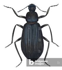 Attēlu rezultāti vaicājumam “Tenebrionidae”