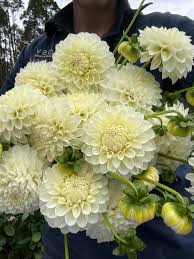 Image result for Dahlia `Snowflake`