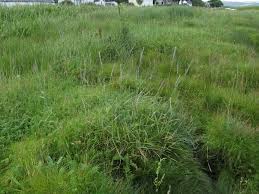 Attēlu rezultāti vaicājumam “Elytrigia repens”