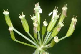 Attēlu rezultāti vaicājumam “Anthriscus sylvestris fruit”