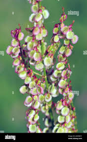 Attēlu rezultāti vaicājumam “Rumex acetosa bud”