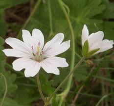 Attēlu rezultāti vaicājumam “Geranium pyrenaicum flower”