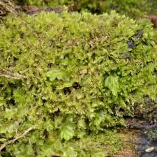 Attēlu rezultāti vaicājumam “Blepharostoma trichophyllum”