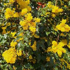 Attēlu rezultāti vaicājumam “Mahonia aquifolium flower”
