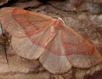 Attēlu rezultāti vaicājumam “Hylaea fasciaria”