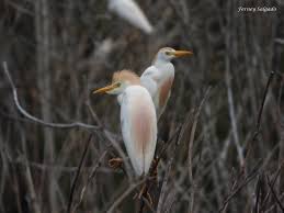Attēlu rezultāti vaicājumam “Bubulcus ibis”