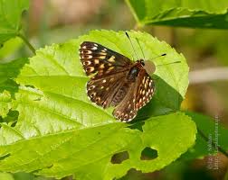 Attēlu rezultāti vaicājumam “Hamearis lucina underside”