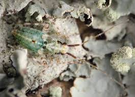 Attēlu rezultāti vaicājumam “Phytocoris sp.”