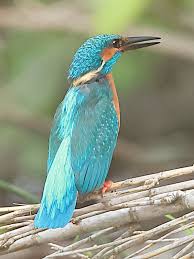 Attēlu rezultāti vaicājumam “Alcedo atthis adult”