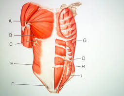 Image result for body midline