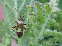 Attēlu rezultāti vaicājumam “Closterotomus biclavatus imago”