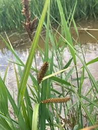 Attēlu rezultāti vaicājumam “Carex riparia”