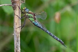 Attēlu rezultāti vaicājumam “Brachytron pratense”