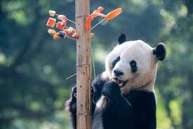 Résultat de recherche d'images pour "pandas"