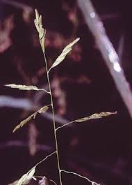 Attēlu rezultāti vaicājumam “Leersia oryzoides”