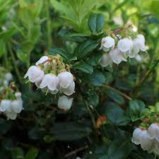 Attēlu rezultāti vaicājumam “Vaccinium vitis-idaea flower”