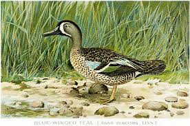 Image result for Anas discors