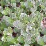 Attēlu rezultāti vaicājumam “Aubrieta deltoidea leaf”