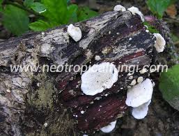 Attēlu rezultāti vaicājumam “Antrodia albida”