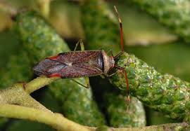 Attēlu rezultāti vaicājumam “Pantilius tunicatus imago”