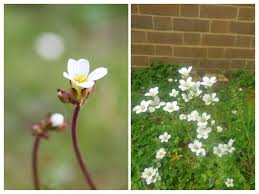 Attēlu rezultāti vaicājumam “Saxifraga granulata leaf”