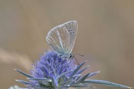 Attēlu rezultāti vaicājumam “Agrodiaetus damon underside”