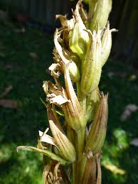 Attēlu rezultāti vaicājumam “Oenothera biennis fruit”
