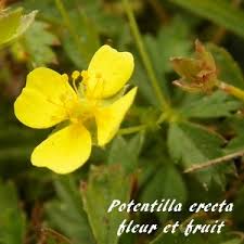 Attēlu rezultāti vaicājumam “Potentilla erecta fruit”