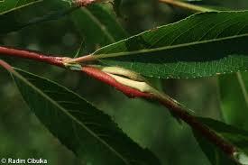 Attēlu rezultāti vaicājumam “Salix daphnoides subsp. acutifolia bud”