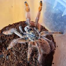 Attēlu rezultāti vaicājumam “Trachyspora intrusa”