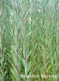 Attēlu rezultāti vaicājumam “Salix alba var. sericea”