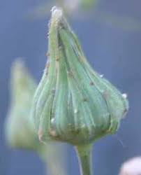 Attēlu rezultāti vaicājumam “Sonchus oleraceus bud”
