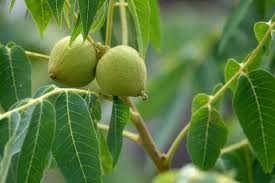 Attēlu rezultāti vaicājumam “Juglans x sinensis fruit”