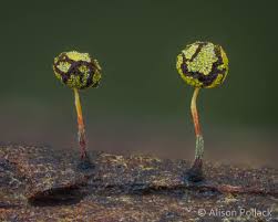 Attēlu rezultāti vaicājumam “Physarum viride var. incanum stalked”