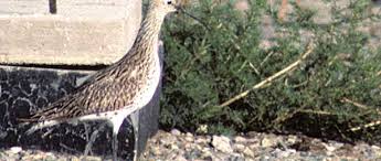 Image result for Numenius tenuirostris