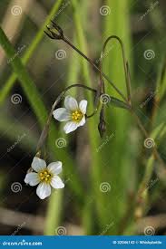 Attēlu rezultāti vaicājumam “Linum catharticum flower”