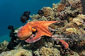 Image result for Octopus vulgaris