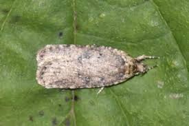 Attēlu rezultāti vaicājumam “Agonopterix hypericella”