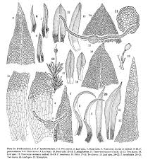 Attēlu rezultāti vaicājumam “Oxystegus tenuirostris”